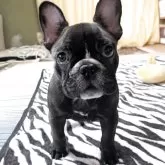 フレンチブルドッグ