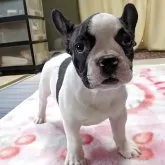 フレンチブルドッグ