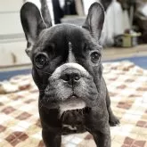 フレンチブルドッグ