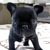 フレンチブルドッグ