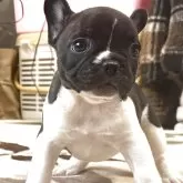 フレンチブルドッグ
