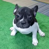 フレンチブルドッグ
