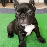 フレンチブルドッグ
