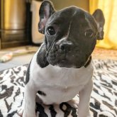 フレンチブルドッグ