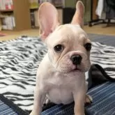 フレンチブルドッグ