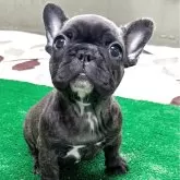 フレンチブルドッグ