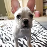 フレンチブルドッグ