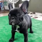 フレンチブルドッグ