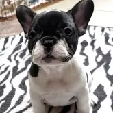 フレンチブルドッグ
