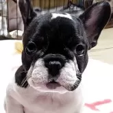 フレンチブルドッグ
