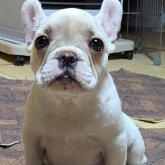 フレンチブルドッグ