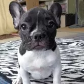 フレンチブルドッグ