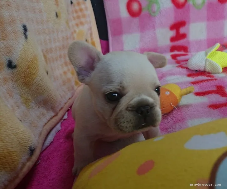 ID:1905-02352の子犬