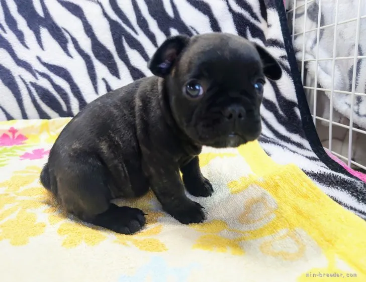 ID:2110-01806の子犬