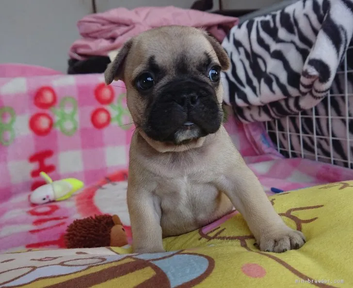 ID:1905-02353の子犬