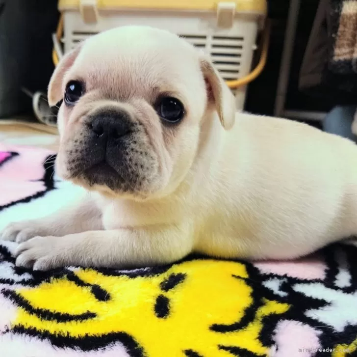 ID：2410-00796の子犬