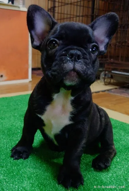 ID：2307-00549の子犬