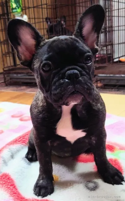ID:2307-01630の子犬