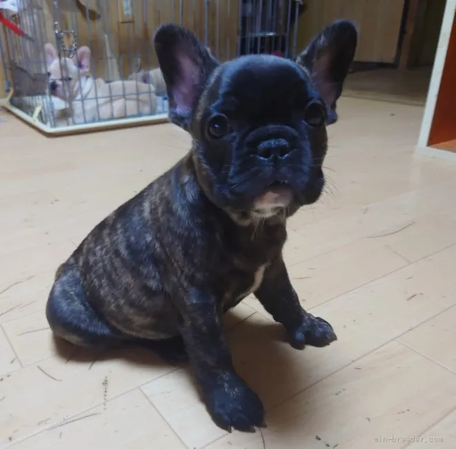 ID:2107-00026の子犬