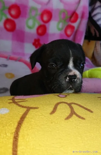 ID：1902-02935の子犬