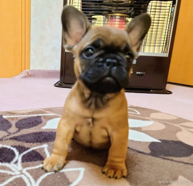 モモ 様のお迎えした子犬