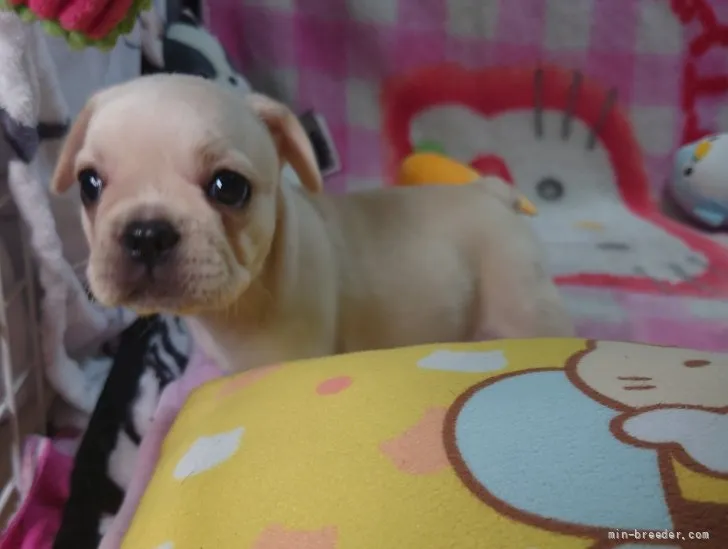 Ko.Y 様のお迎えした子犬