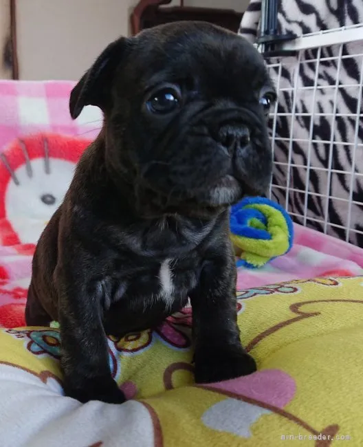 シンディー 様のお迎えした子犬