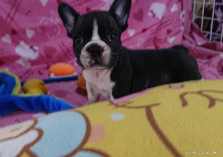 ID:1907-00078の子犬
