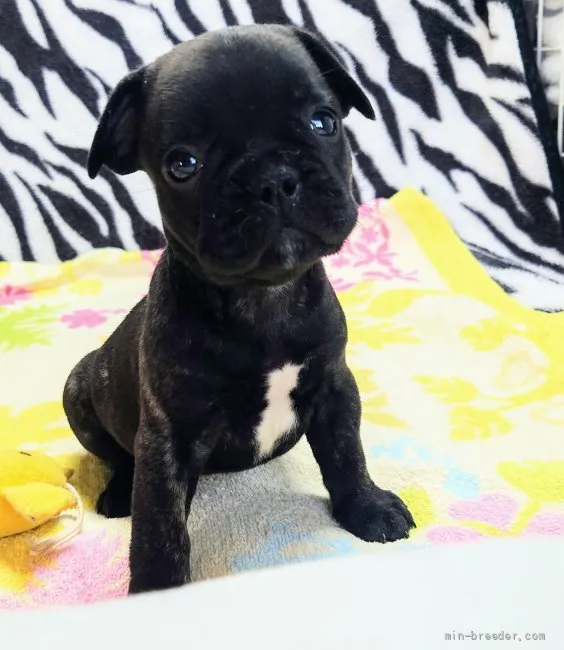 そらのパパ 様のお迎えした子犬