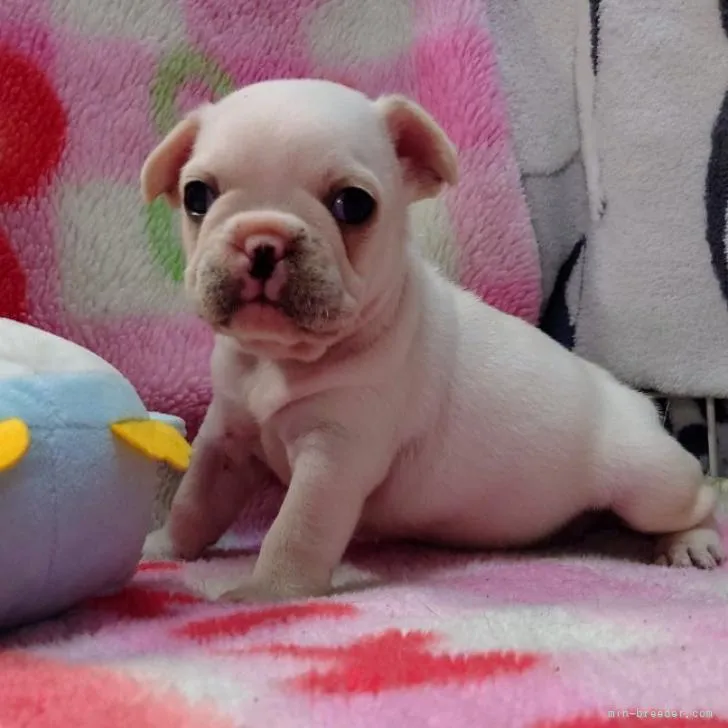 K.T 様のお迎えした子犬