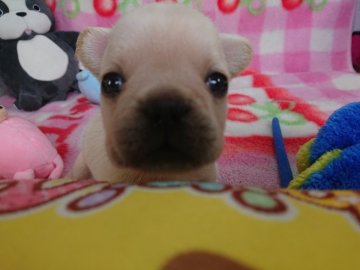 フレンチブルドッグ【愛媛県・男の子・2020年4月18日・クリーム】の写真「ちょっと濃いめのクリームの男の子🎀」