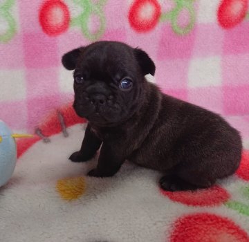 フレンチブルドッグ【愛媛県・女の子・2020年4月19日・ブリンドル】の写真「少し柄がある女の子🎀」