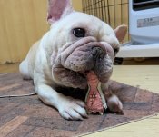 フレンチブルドッグ【・女の子・2021年10月8日・クリーム】