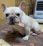 フレンチブルドッグ【・女の子・2021年10月8日・クリーム】