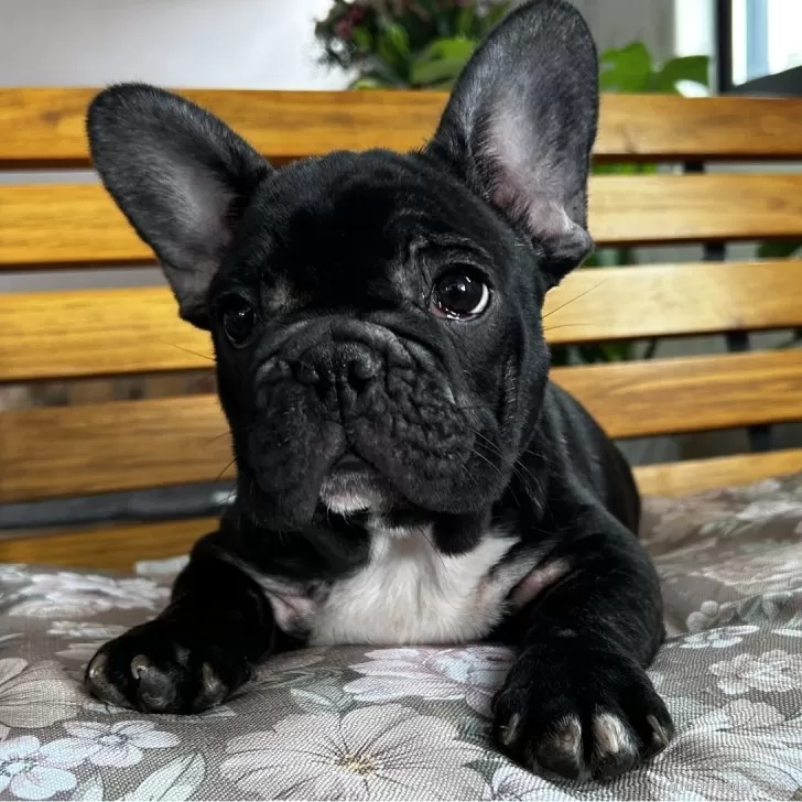 フレンチブルドッグ【福岡県・男の子・2025年8月29日・ブリンドル】の写真1