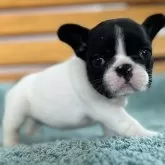 フレンチブルドッグ