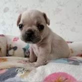 フレンチブルドッグ