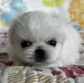 ペキニーズ【福岡県・女の子・2024年12月26日・ホワイト】の写真1「かわいい女の子♡」