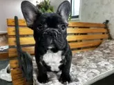 フレンチブルドッグ【福岡県・男の子・2025年8月29日・ブリンドル】の写真3