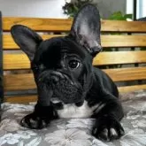 フレンチブルドッグ【福岡県・男の子・2025年8月29日・ブリンドル】の写真6