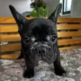 フレンチブルドッグ【福岡県・男の子・2025年8月29日・ブリンドル】の写真7