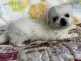 ペキニーズ【福岡県・女の子・2024年12月26日・ホワイト】の写真7