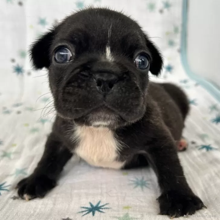 ID:2407-03812の子犬