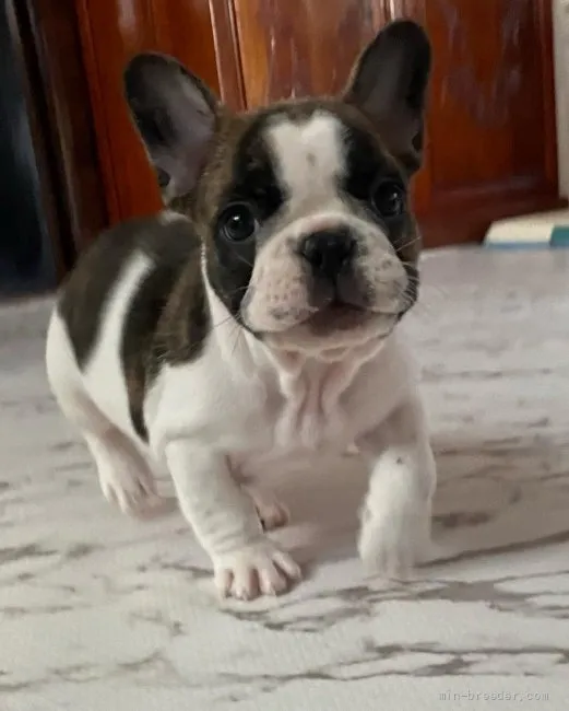 ID:2204-00319の子犬