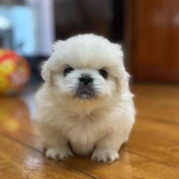 ペキニーズ【福岡県・男の子・2022年7月16日・ホワイト】の写真「モコモコかわいい♡ホワイト男の子!!」