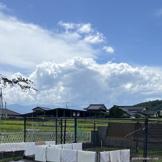河野奈緒美ブリーダーのブログ：ゲリラ豪雨に悩まされる1週間