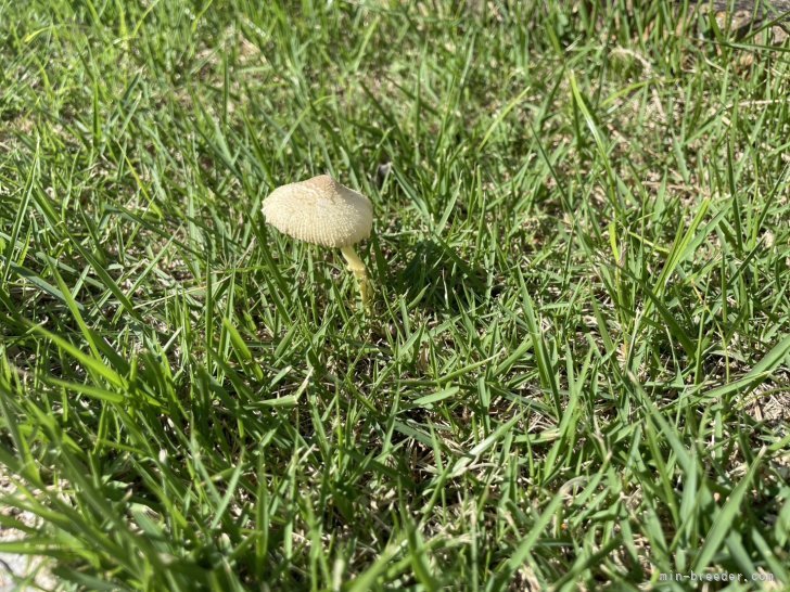 河野奈緒美ブリーダーのブログ：きのこの季節🍄