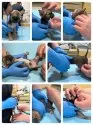 チワワ(スムース)【徳島県・女の子・2025年1月6日・フォーン】の写真13「健康診断時」