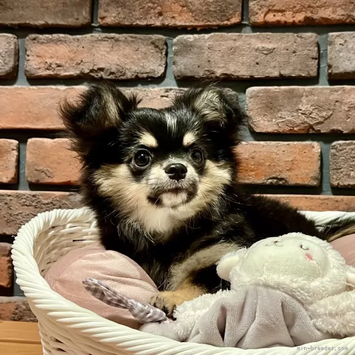 A.S 様のお迎えした子犬