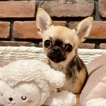 高知県のチワワ(スムース)の子犬を探す｜ブリーダー直販の子犬